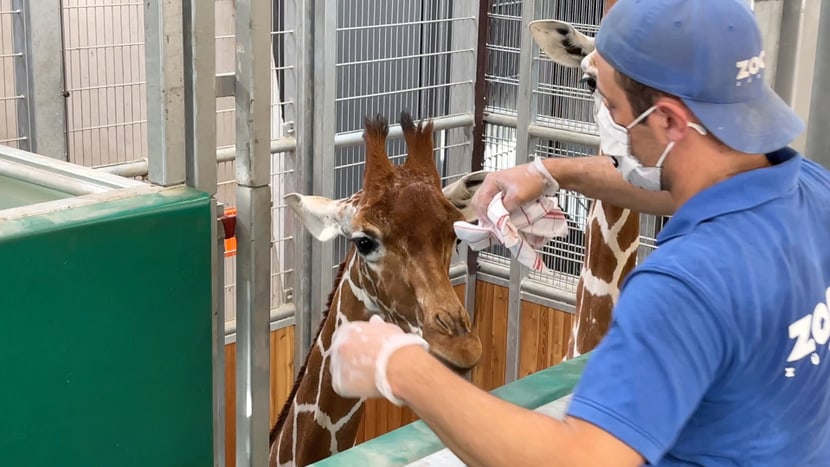 Tierpfleger Marco Brunner macht mit einem Tuch einen Abrieb bei einer Netzgiraffe. Das Tuch dient danach als Geruchsprobe.