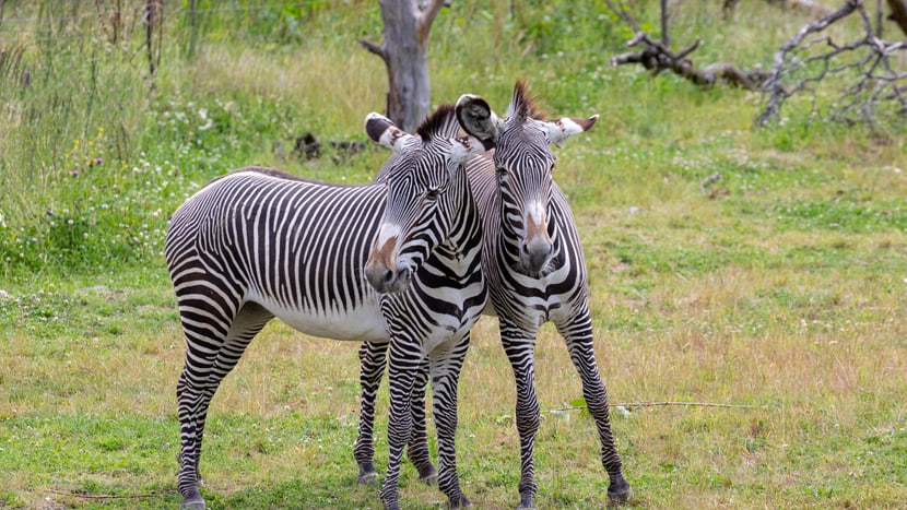 Foto: Zoo Zürich, Enzo Franchini Grevyzebras in der Lewa Savanne im Zoo Zürich.