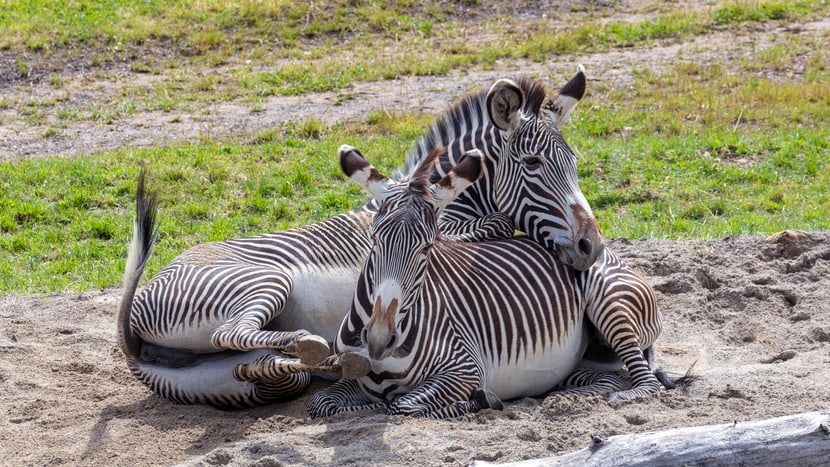 Foto: Zoo Zürich, Enzo Franchini Grevyzebras in der Lewa Savanne im Zoo Zürich.