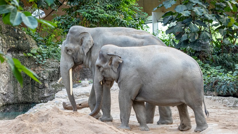 Bulle Thai und die trächtige Farha im Zoo Zürich.