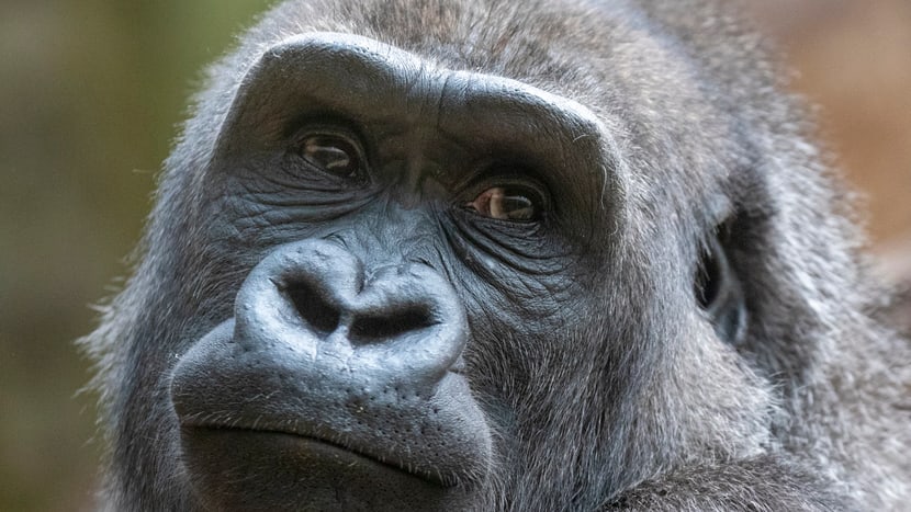 Westlicher Flachlandgorilla Haiba im Zoo Zürich.