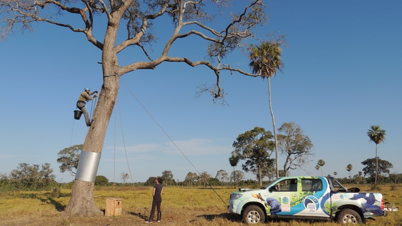 Foto: Hyacinth Macaw Project, Ana Cecília Lourenço Hyazinthara-Projekt im Pantanal.