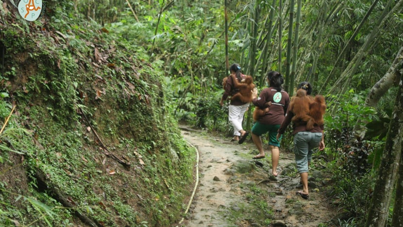 Foto: PanEco, Castri Orang-Utan