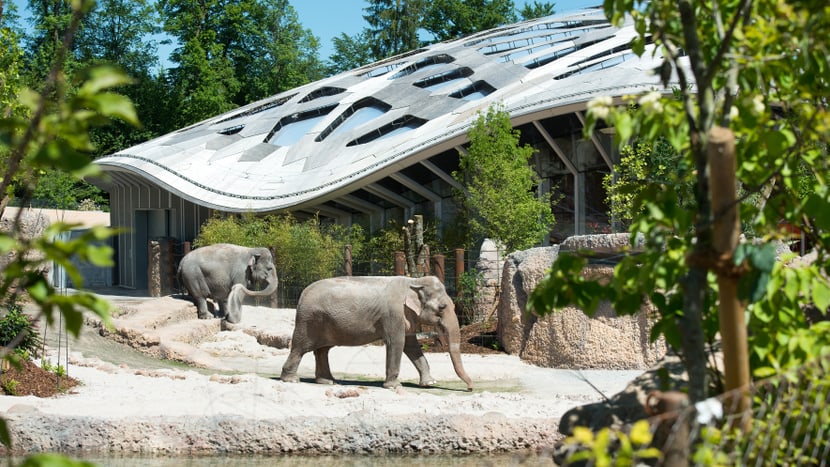 Asiatische Elefanten in der Aussenanlage des Kaeng Krachan Elefantenparks im Zoo Zürich.