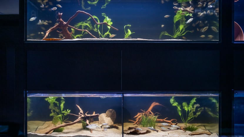 Aquarium in Forschungsraum