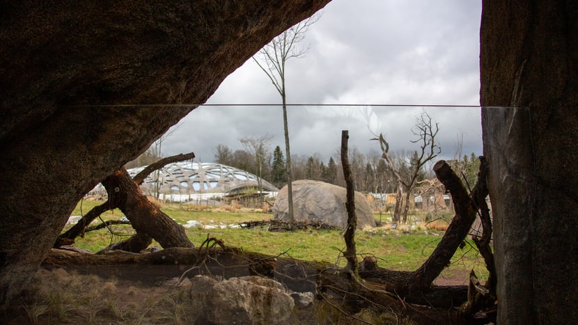 Foto: Zoo Zürich, Rita Schlegel Ausblick auf die Savanne aus den Kopjefelsen.