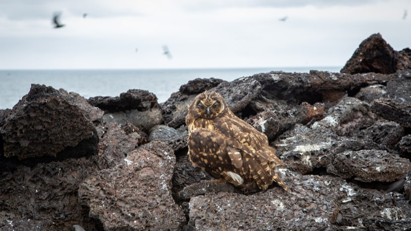 Other wildlife_IMG_0222_Amy MacLeod