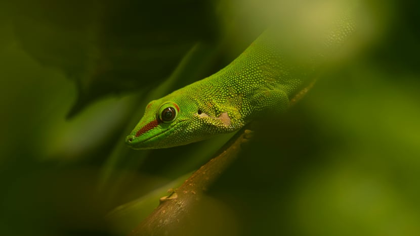 Foto: Zoo Zürich, Manuel Bachmann Grosser Madagaskar-Taggecko im Masoala Regenwald des Zoo Zürich.