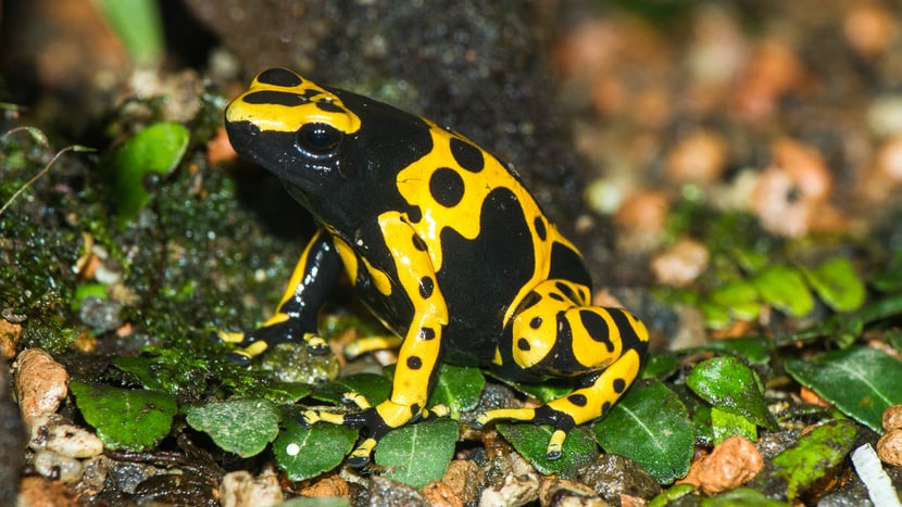 Gelbgebänderter Pfeilgiftfrosch im Zoo Zürich.