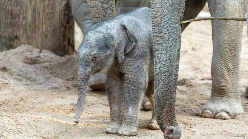 Der junge Elefantenbulle Umesh im Kaeng Krachan Elefantenpark.