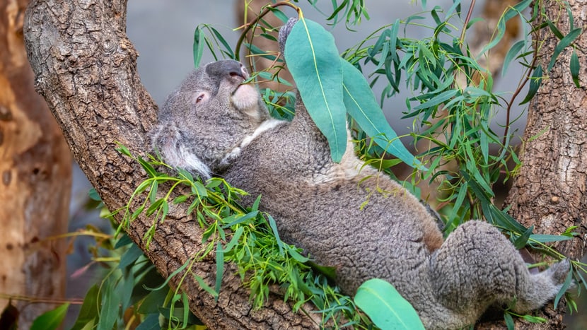 Koala Mikey Foto: Albert Schmidmeister