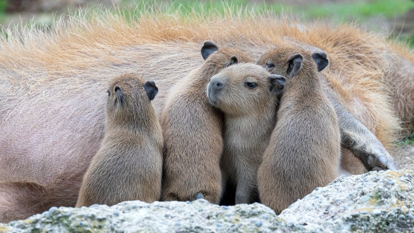 Capybaras im Pantanal des Zoo Zürich.
