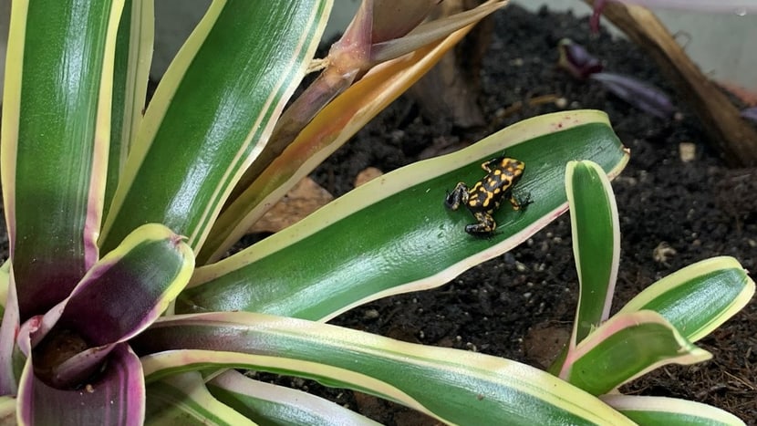 Foto: Zoo Zürich, Leyla Davis Ein junger Harleking-Baumsteiger eine Woche nach der erfolgreichen Metamorphose.