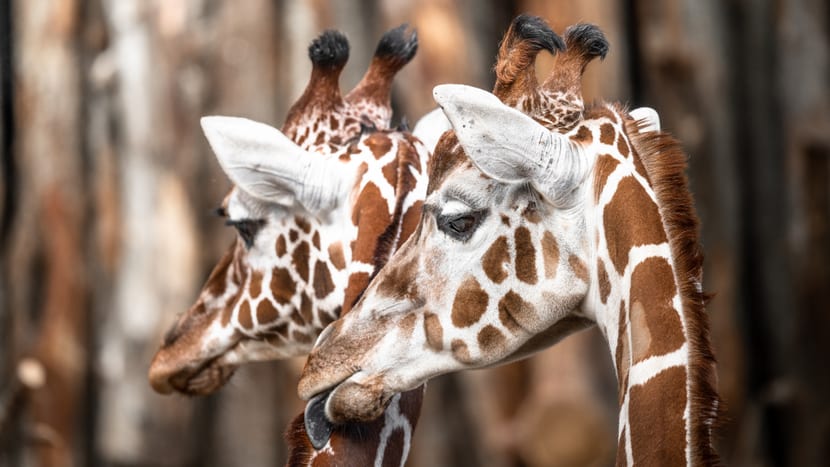 Bild: Zoo Zürich, Marco Schaffner Netzgiraffe