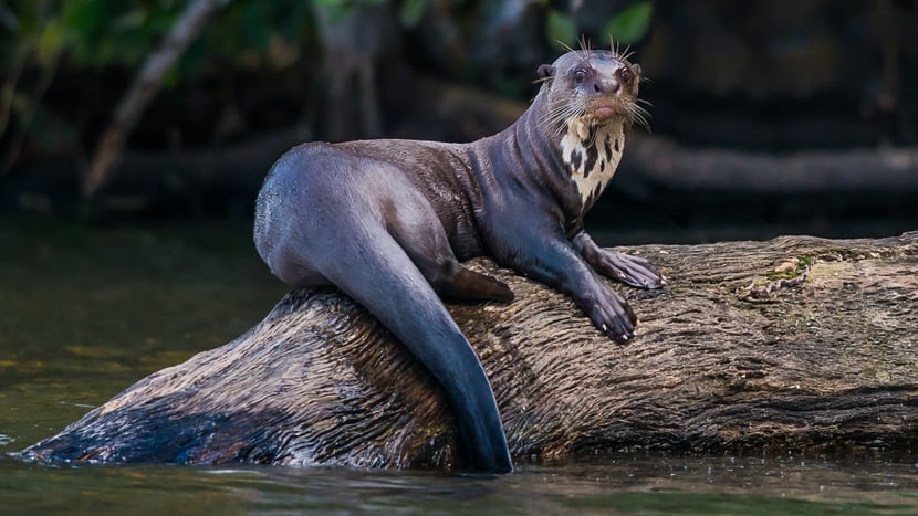 Eine der neuen Tierarten im Pantanal: der Riesenotter.