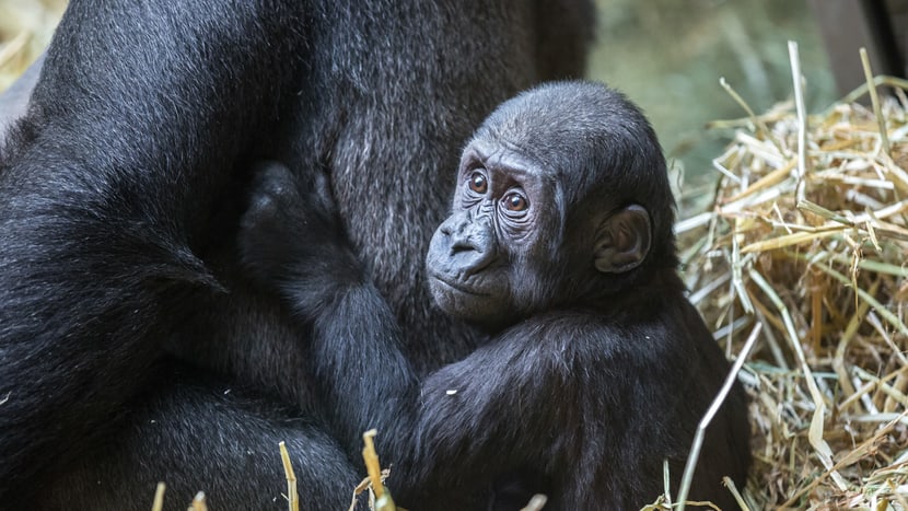 Westlicher Flachlandgorilla Mawimbi im Zoo Zürich.