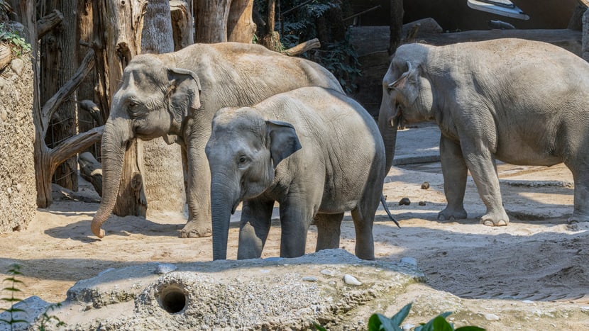 Asiatische Elefanten (v.l.) Ceyla-Himali, Ruwani und Farha im Kaeng Krachan Elefantenpark des Zoo Zürich.
