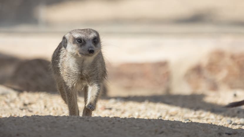 Erdmännchen im Zoo Zürich. 