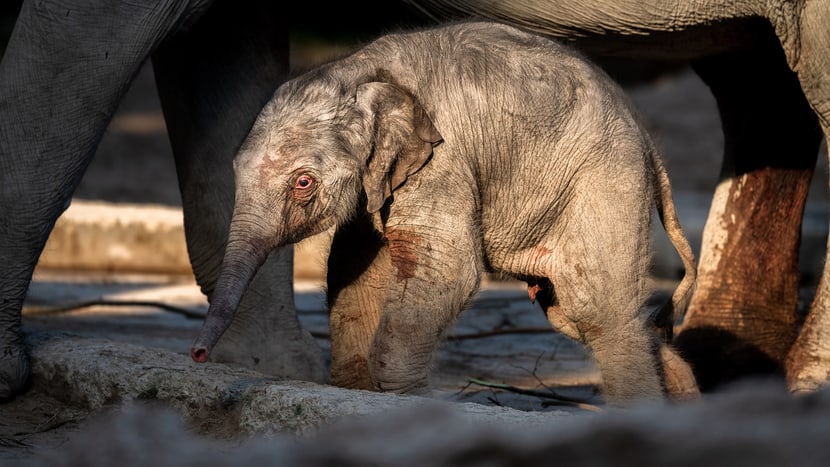 Asiatischer Elefant Umesh im Kaeng Krachan Elefantenpark im Zoo Zürich.