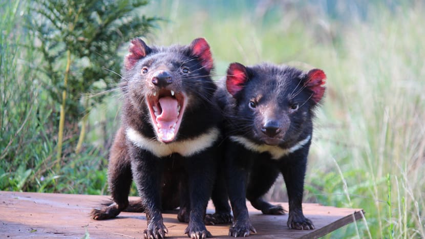 Foto: Australian Reptile Park Beutelteufel