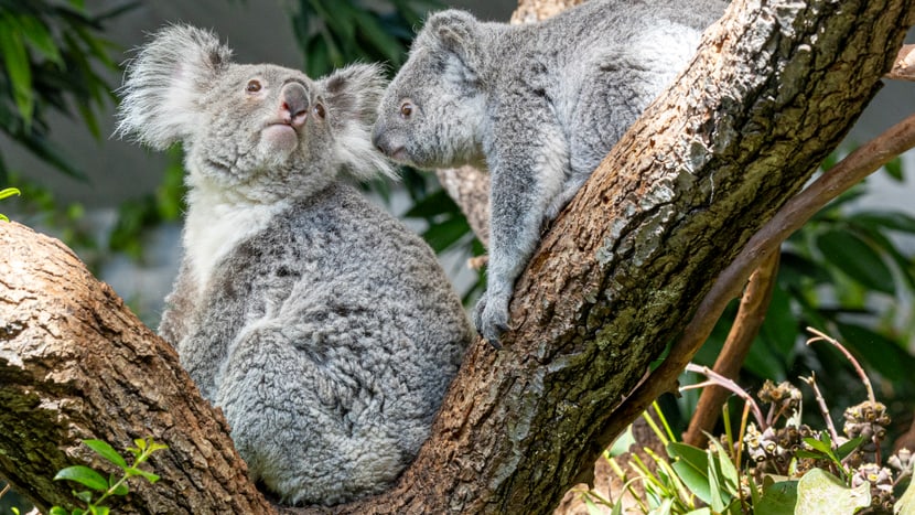 Koala Téa mit Jungtier Zoey.