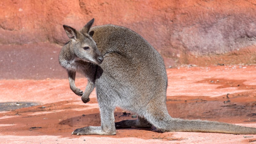 Bennett-Wallaby in der Australienanlage des Zoo Zürich.
