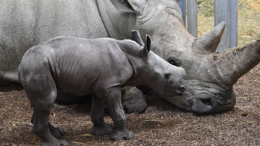 Breitmaulnashorn Ushindi im Zoo Zürich.
