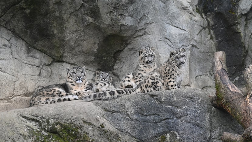 Schneeleoparden (Shahrukh, Zhar, Zhyon, Zhyur)