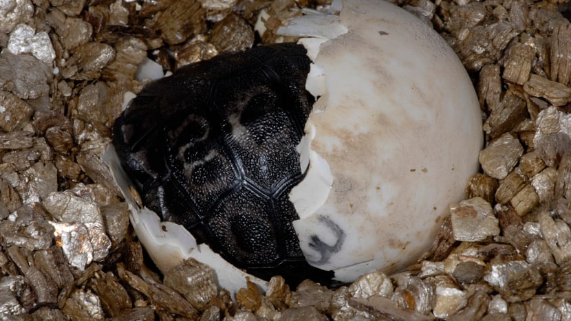 Galapagos-Riesenschildkröte beim Schlüpfen im Zoo Zürich.