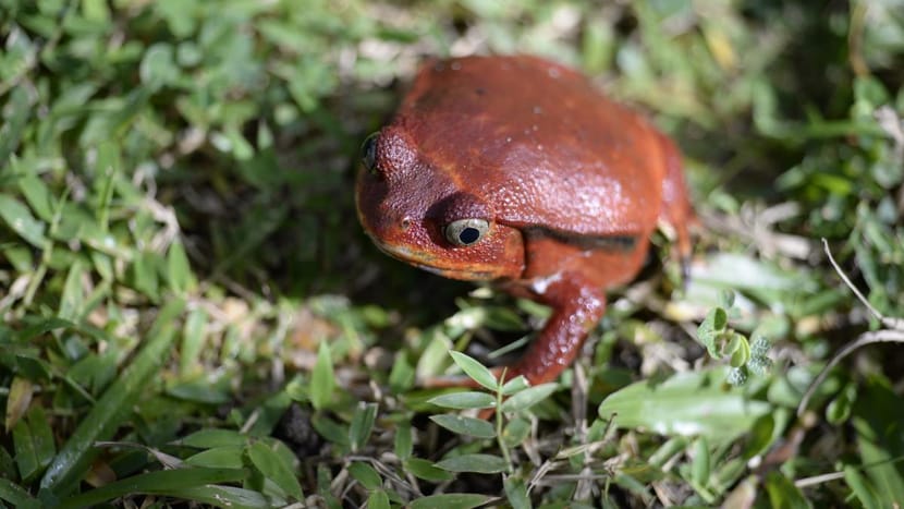 Foto: Zoo Zürich, Martin Bauert Tomatenfrosch im Masoala Nationalpark.