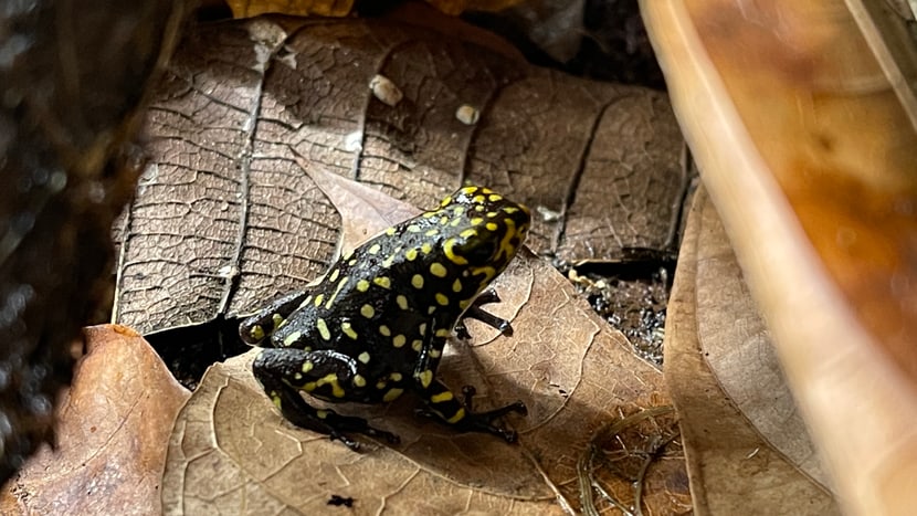 Foto: Zoo Zürich, Nicole Schnyder Harlekin-Baumsteiger-Weibchen.