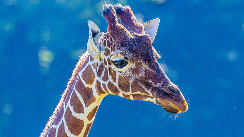 Foto: Zoo Zürich, Albert Schmidmeister Netzgiraffe Jahi in der Lewa Savanne des Zoo Zürich.