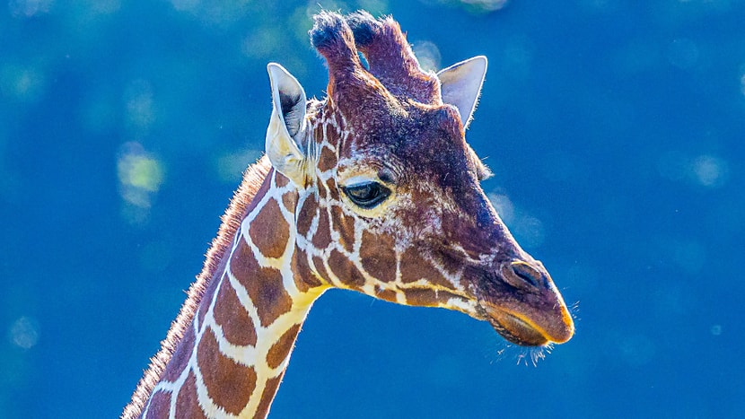 Netzgiraffe Jahi in der Lewa Savanne des Zoo Zürich.