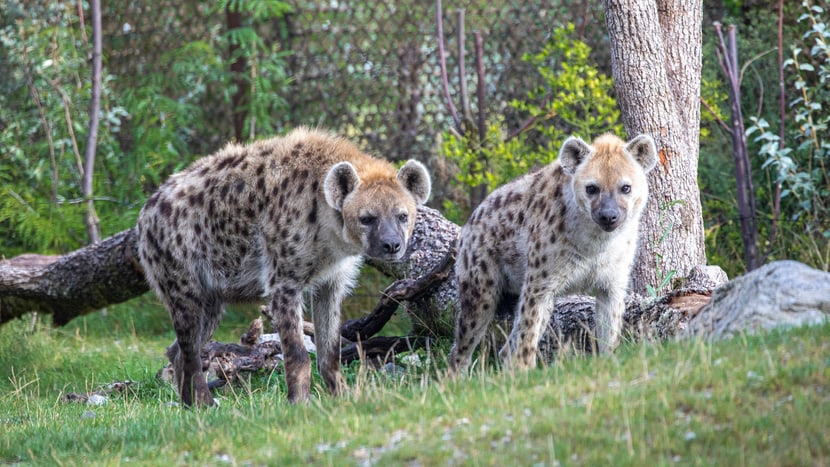 Tüpfelhyänen Masangao und Tesi in der Lewa Savanne des Zoo Zürich.
