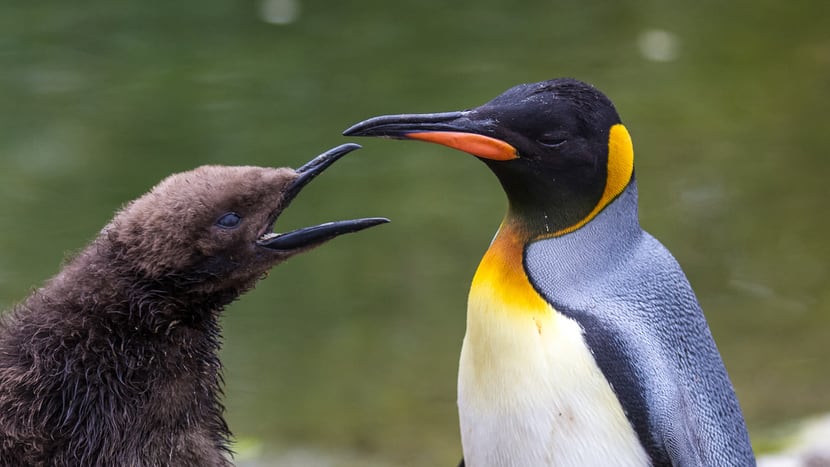Königspinguin mit Jungtier im Zoo Zürich.