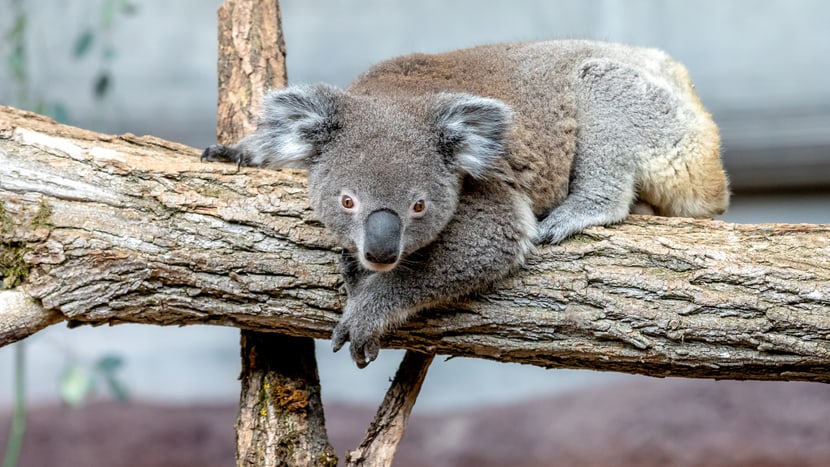Koala Mikey im Australienhaus im Zoo Zürich.