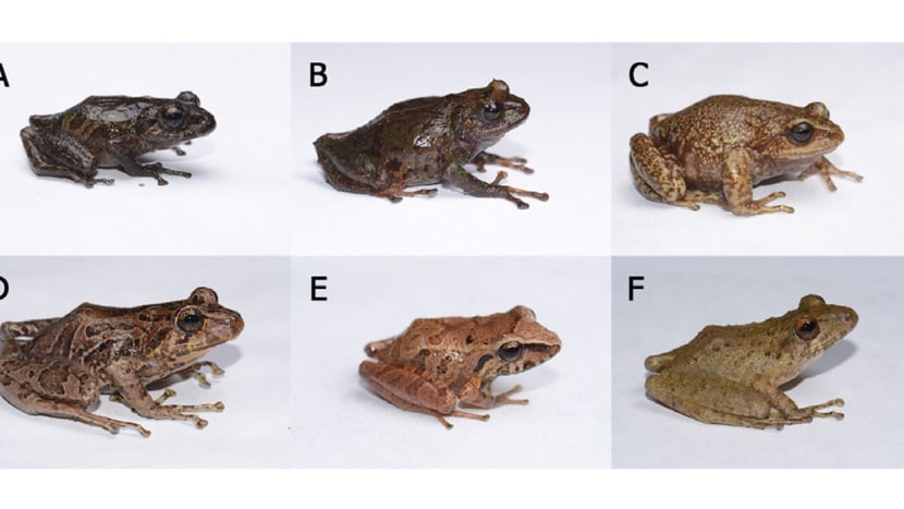 Bildertafel mit Fotos von sechs Amphibien Kolumbiens.