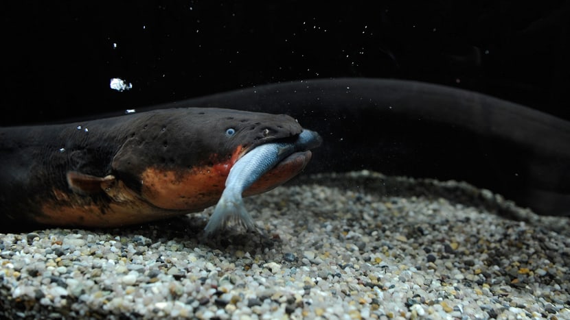 Foto: Zoo Zürich, Edi Day Zitteraal im Aquarium des Zoo Zürich.