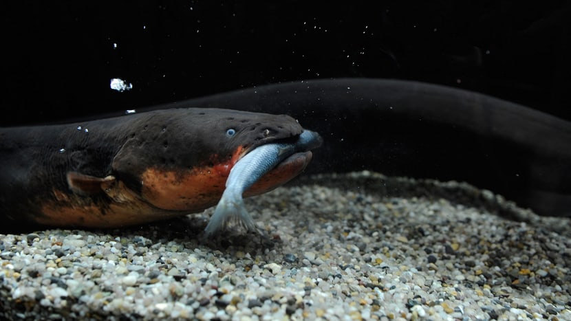 Zitteraal im Aquarium des Zoo Zürich.