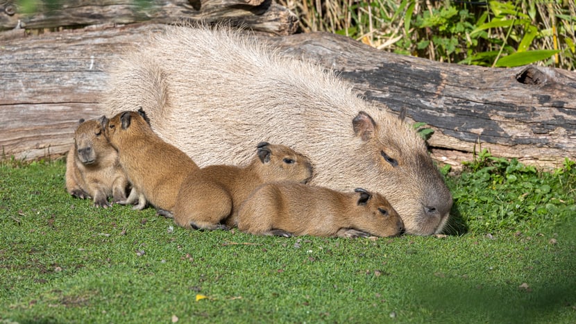Capybara-Weibchen Sissi mit Jungtieren.