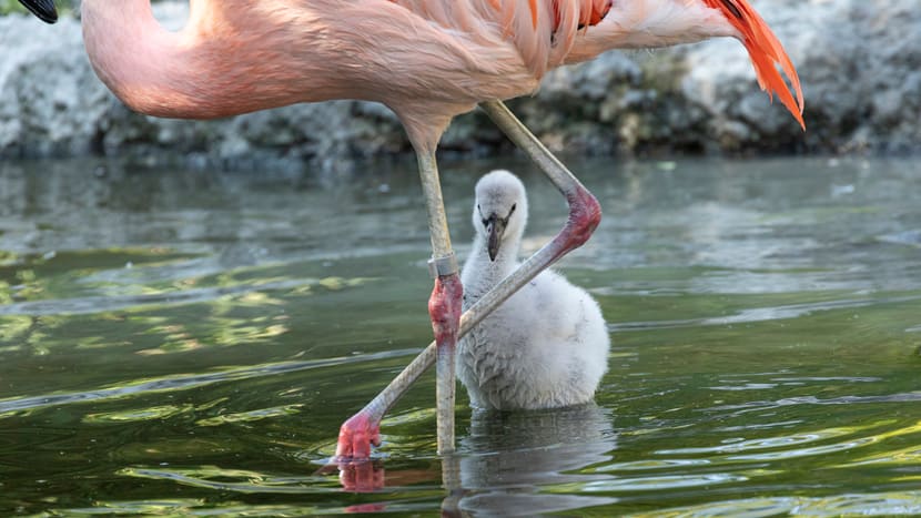 Junger Chile-Flamingo im Pantanal des Zoo Zürich.