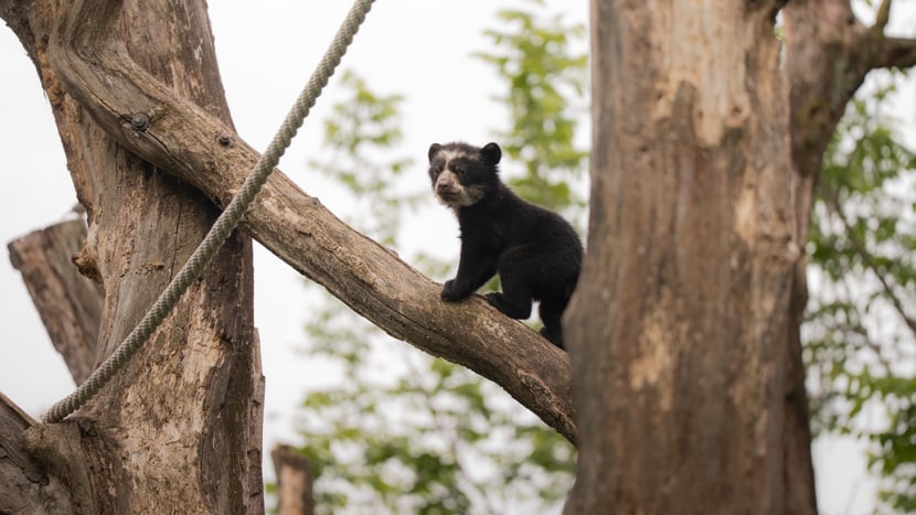 Jungtier beim Klettern im Zoo Zürich
