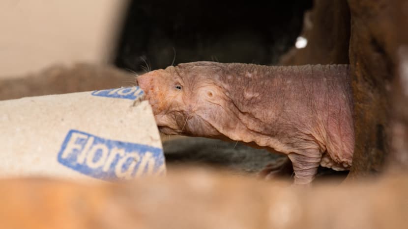 Foto: Marco Schaffner Nacktmull in der Lewa Savanne im Zoo Zürich.