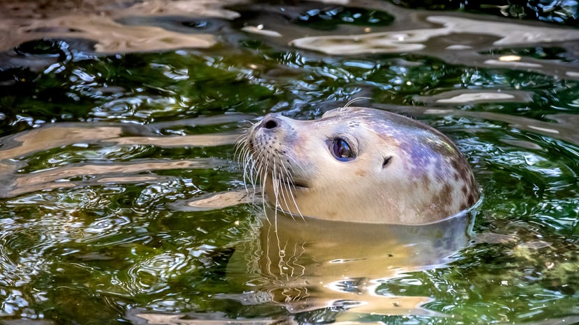 Foto: Zoo Zürich, Albert Schmidmeister Seehund im Zoo Zürich.