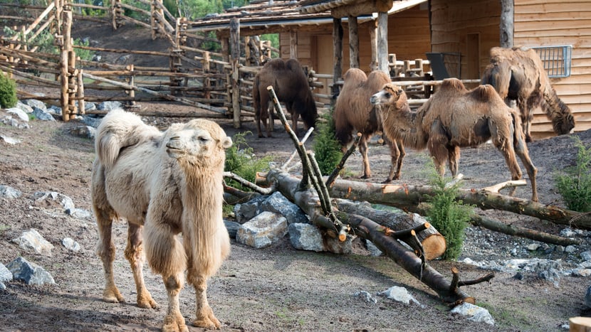 Trampeltiere in der Mongolischen Steppe des Zoo Zürich.