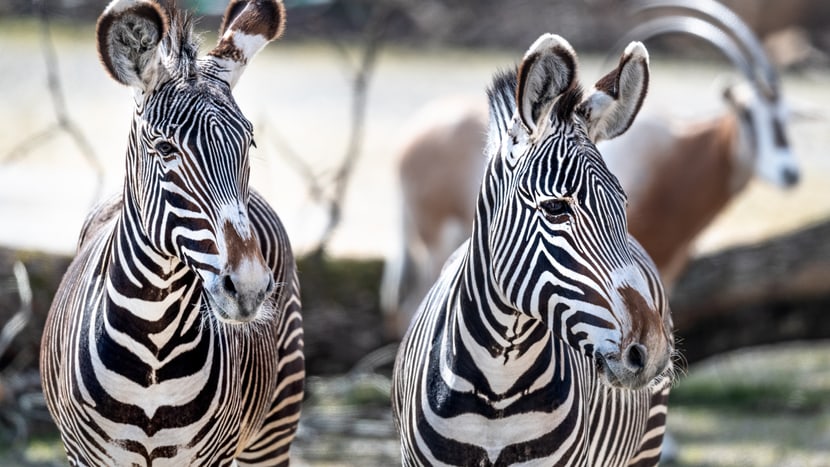 Foto: Zoo Zürich, Marco Schaffner Grevyzebras in der Lewa Savanne im Zoo Zürich.