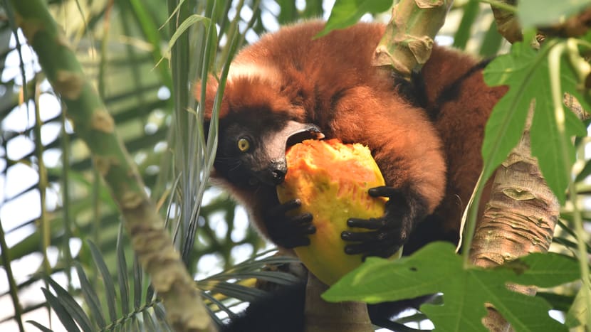 Foto: Zoo Zürich, Robert Zingg Roter Vari beim Fressen im Masoala Regenwald.