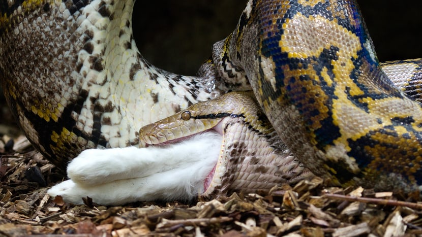 Netzpython beim Fressen im Zoo Zürich.