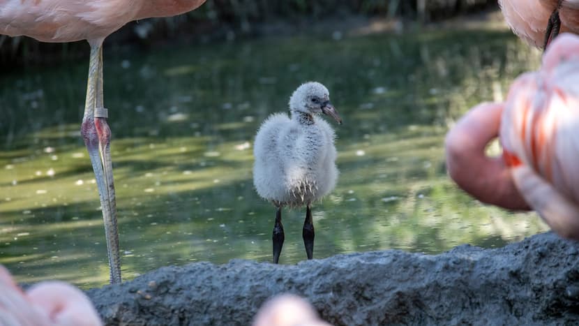 Spendenobjekt Pantanal Voliere Flamingo-Brutinsel