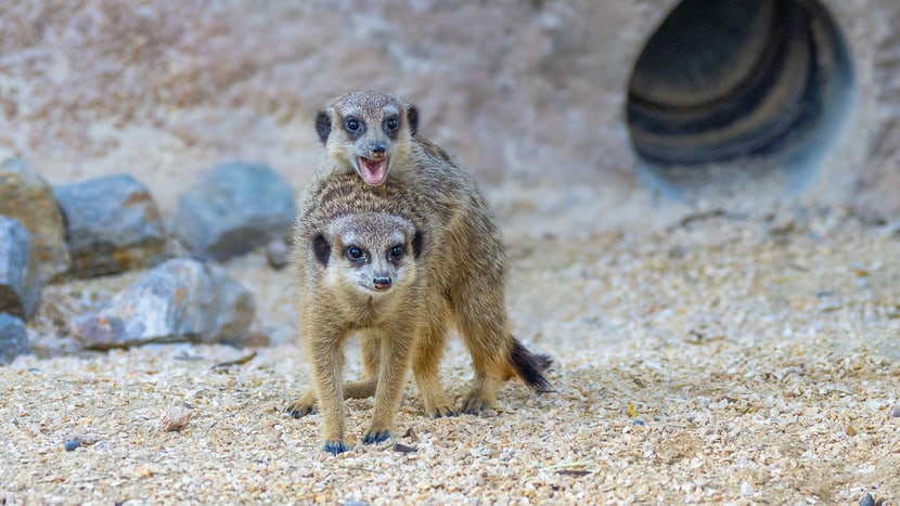 Erdmännchen in der Lewa Savanne des Zoo Zürich.